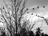 Canada Geese at Little Qualicum River