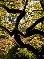 Dancing Oak-Milner Gardens and Woodland