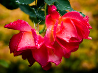 Red Rose & Rain