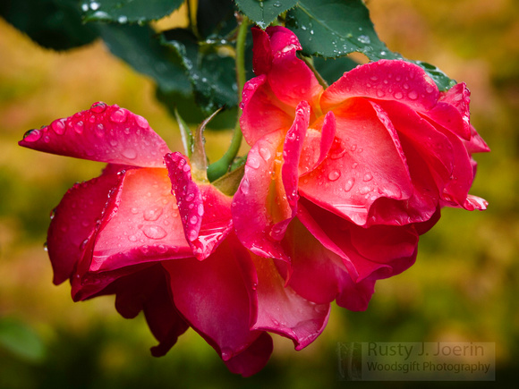 Red Rose & Rain