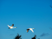 Swans_Paired