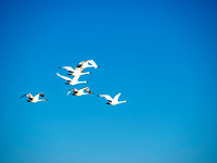 Swans_in_Flight