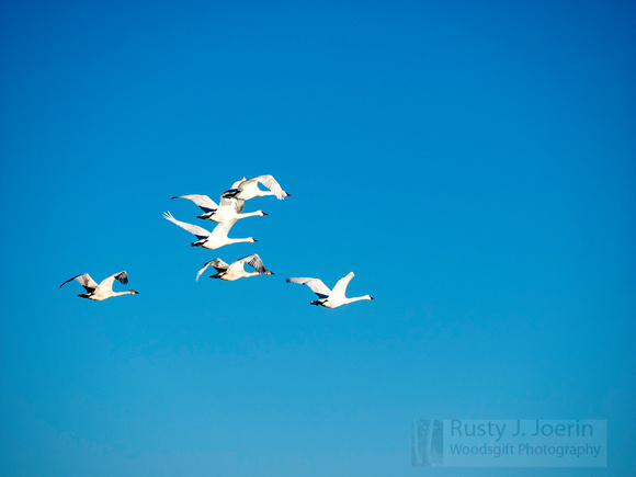 Swans_in_Flight