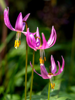 Triplet_Pink_Fawn_Lillies
