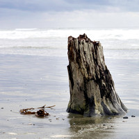 Stump-Long_Beach